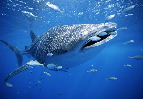 /img/smiles/whale-shark-with-fish.jpg